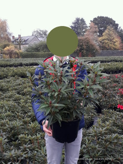 RHODODENDRON GRAZIELLA En pot de 7-10 litres
