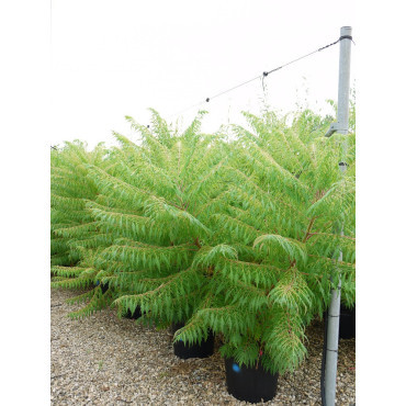 RHUS typhina DISSECTA En pot de 35-50 litres