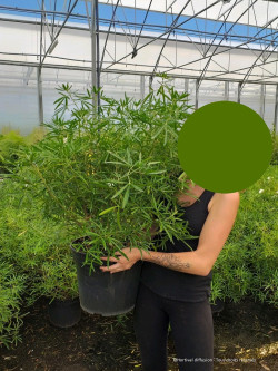 CHOISYA AZTEC PEARL En pot de 10-12 litres buisson hauteur 060-080 cm