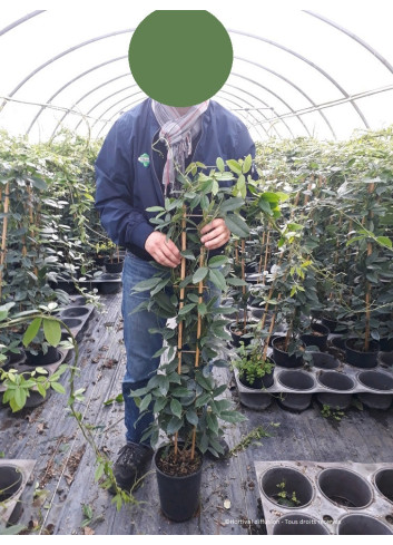 HOLBOELLIA latifolia En pot de 4-5 litres