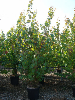 CERCIDIPHYLLUM japonicum En pot de 15-20 litres buisson hauteur 125-150 cm