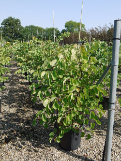 CERCIS siliquastrum En pot de 15-20 litres buisson hauteur 100-125 cm