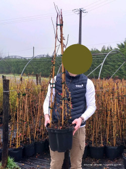 CHAENOMELES En pot de 10-12 litres