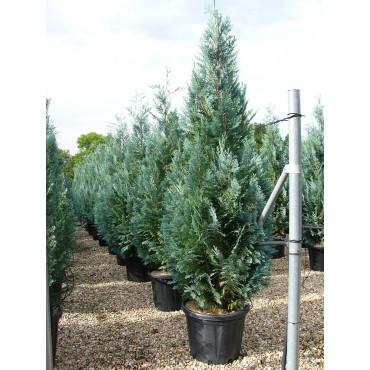 CHAMAECYPARIS lawsoniana COLUMNARIS En pot de 35-50 litres