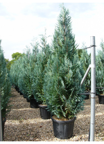 CHAMAECYPARIS lawsoniana COLUMNARIS En pot de 35-50 litres