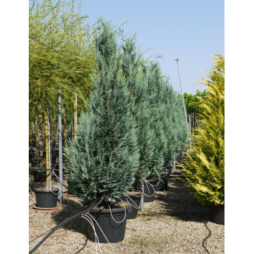 CHAMAECYPARIS lawsoniana COLUMNARIS En pot de 70-90 litres