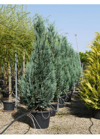 CHAMAECYPARIS lawsoniana COLUMNARIS En pot de 70-90 litres