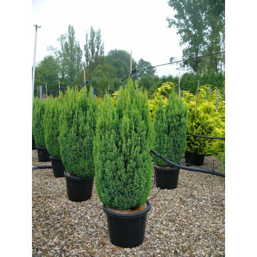 CHAMAECYPARIS lawsoniana ELLWOODII En pot de 25-30 litres