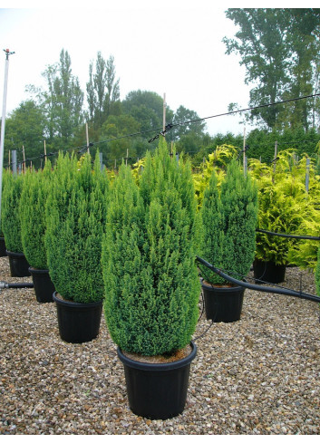 CHAMAECYPARIS lawsoniana ELLWOODII En pot de 25-30 litres