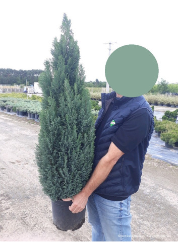 CHAMAECYPARIS lawsoniana ELLWOODII En pot de 10-12 litres