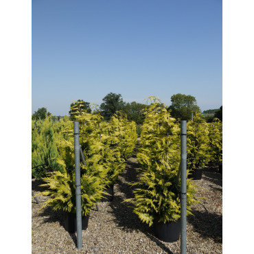 CHAMAECYPARIS lawsoniana GOLDEN WONDER En pot de 35-50 litres