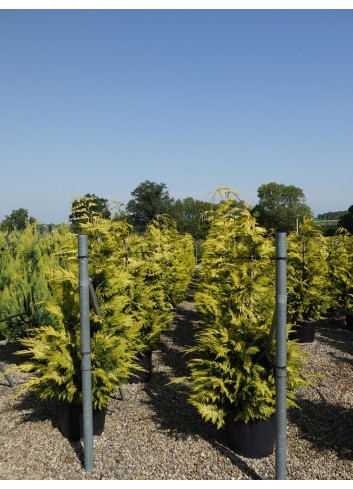 CHAMAECYPARIS lawsoniana GOLDEN WONDER En pot de 35-50 litres