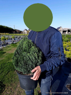 CHAMAECYPARIS lawsoniana MINIMA GLAUCA En pot de 10-12 litres