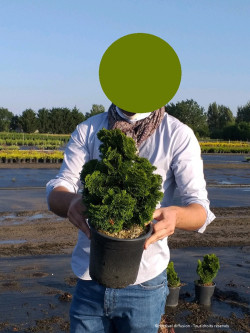 CHAMAECYPARIS obtusa NANA GRACILIS En pot de 4-5 litres hauteur 020-025 cm