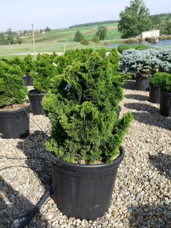 CHAMAECYPARIS obtusa NANA GRACILIS En pot de 25-30 litres hauteur 060-080 cm