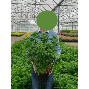 CHOISYA ternata En pot de 4-5 litres