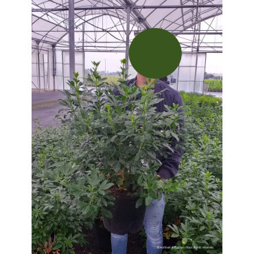 CHOISYA ternata En pot de 10-12 litres