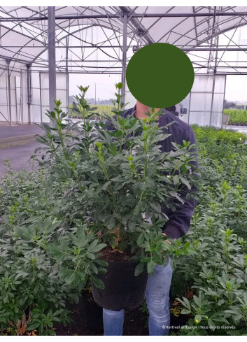 CHOISYA ternata En pot de 10-12 litres