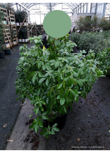 CHOISYA ternata En pot de 25-30 litres