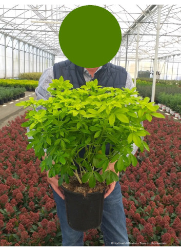 CHOISYA ternata SUNDANCE En pot de 4-5 litres