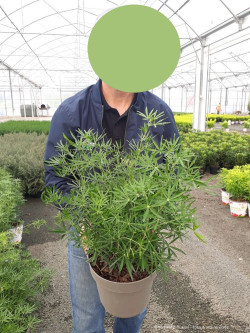 CHOISYA WHITE DAZZLER En pot de 10-12 litres buisson hauteur 060-080 cm