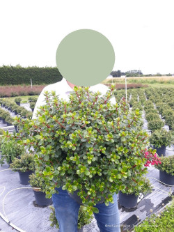 ESCALLONIA RED DREAM En pot de 10-12 litres