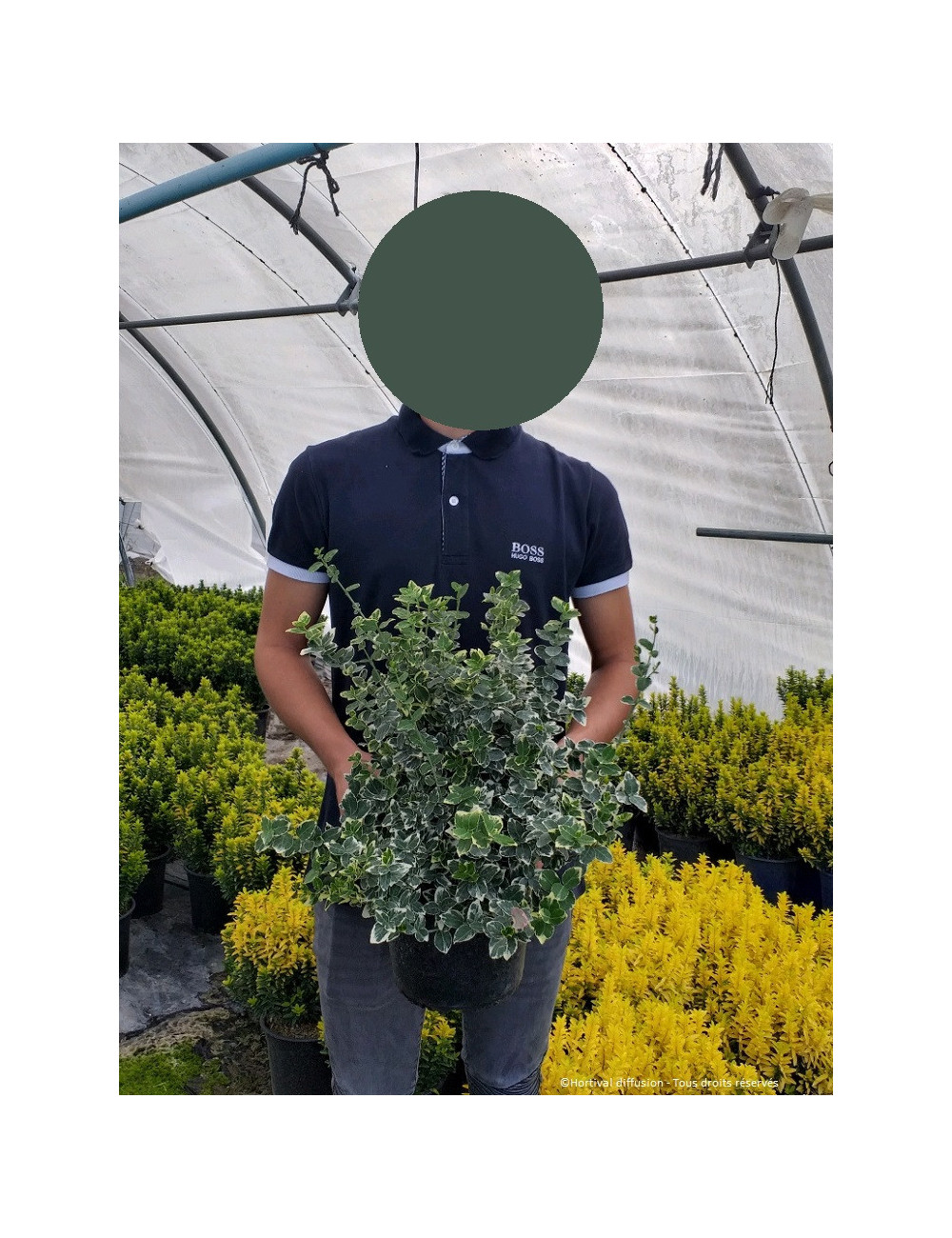 Fusain De Fortune 'Emerald Gaiety' - Arbuste Persistant Panaché Idéal Couvre-Sol - Conteneur 3 à 4 Litres
