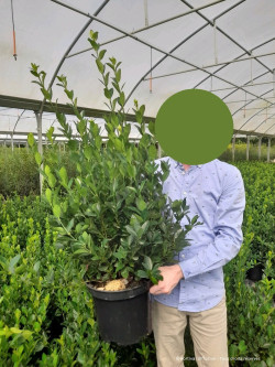 fusain-du-japon-extravaganza-euonymus-japonicus-extravaganza-3.jpg