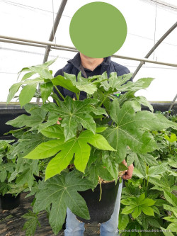 FATSIA japonica ou sieboldii En pot de 10-12 litres