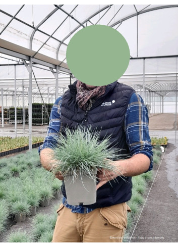 FESTUCA glauca ELIJAH BLUE En pot de 2-3 litres