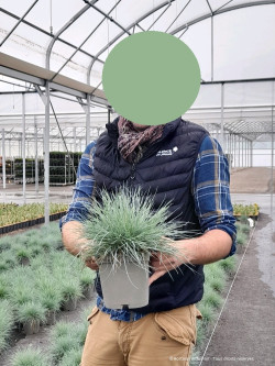 FESTUCA glauca ELIJAH BLUE En pot de 2-3 litres