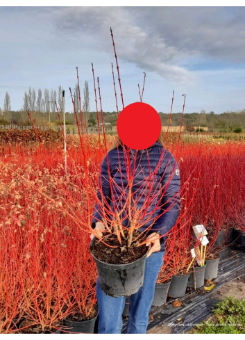 CORNUS sanguinea MIDWINTER FIRE En pot de 10-12 litres