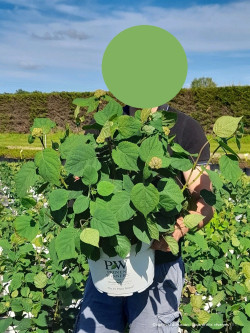 HYDRANGEA arborescens PINK ANNABELLE En pot de 10-12 litres