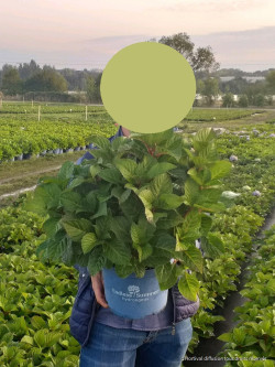 HYDRANGEA ENDLESS SUMMER TWIST-N-SHOUT ROSE En pot de 5-7 litres