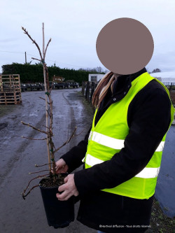 HYDRANGEA petiolaris En pot de 4-5 litres