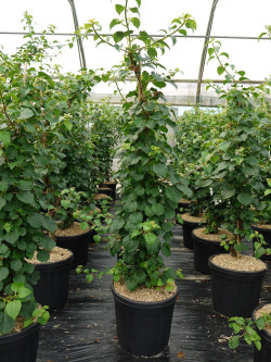 HYDRANGEA petiolaris En pot de 15-20 litres