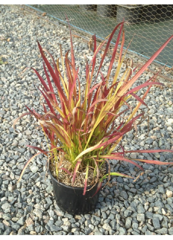 IMPERATA cylindrica RED BARON En pot de 2-3 litres