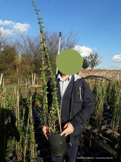 JASMINUM nudiflorum En pot de 4-5 litres hauteur 080-100 cm