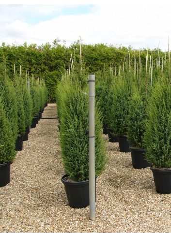 JUNIPERUS communis HIBERNICA En pot de 35-50 litres