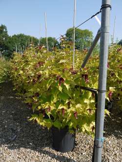 LEYCESTERIA formosa GOLDEN LANTERNS En pot de 15-20 litres