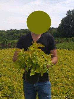 LEYCESTERIA formosa GOLDEN LANTERNS En pot de 4-5 litres