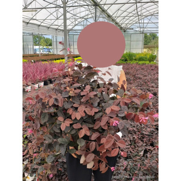 LOROPETALUM chinense BLACK Pearl En pot de 10-12 litres forme buisson