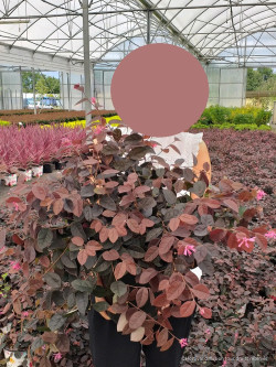 LOROPETALUM chinense BLACK PEARL En pot de 10-12 litres
