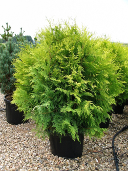 thuya-occidental-golden-globe-thuja-occidentalis-golden-globe-4.jpg