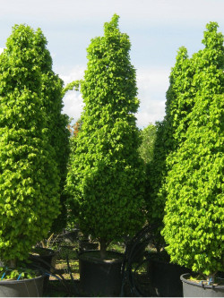 CARPINUS betulus MONUMENTALIS