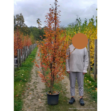 CARPINUS betulus ORANGE RETZ En pot de 15-20 litres forme baliveau