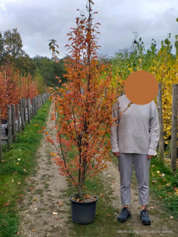 CARPINUS betulus ORANGE RETZ En pot de 15-20 litres baliveau hauteur 150-200 cm