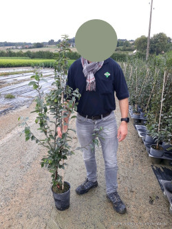 CARPINUS betulus ORANGE RETZ En pot de 4-5 litres baliveau hauteur 100-125 cm