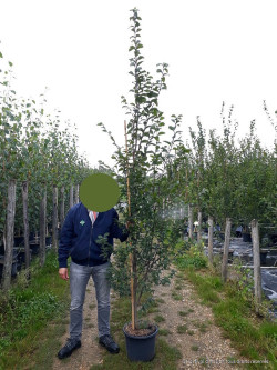 CARPINUS betulus En pot de 25-30 litres forme baliveau hauteur 200-250 cm
