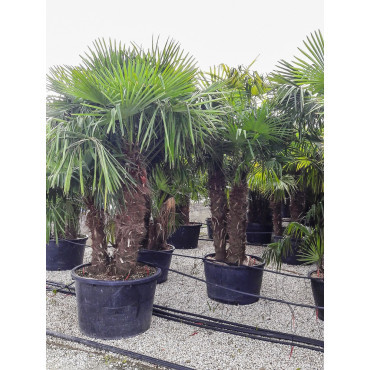 TRACHYCARPUS fortunei